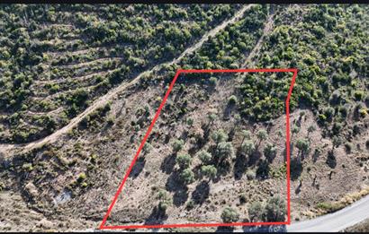 Bodrum Mazı anayola sıfır , satılık zeytinlik