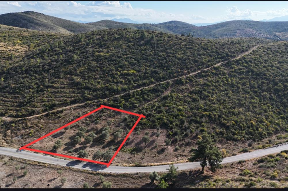 Bodrum Mazı anayola sıfır , satılık zeytinlik