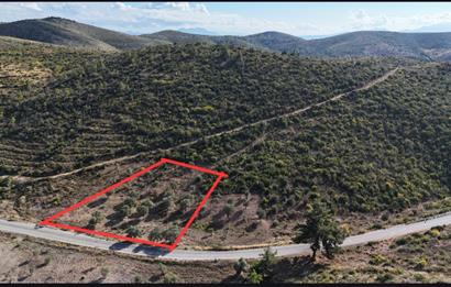 Bodrum Mazı anayola sıfır , satılık zeytinlik