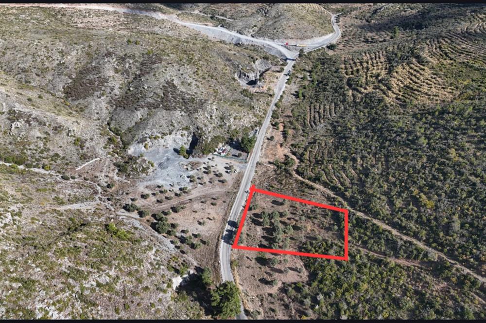 Bodrum Mazı anayola sıfır , satılık zeytinlik