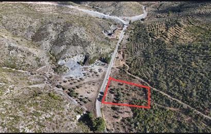 Bodrum Mazı anayola sıfır , satılık zeytinlik