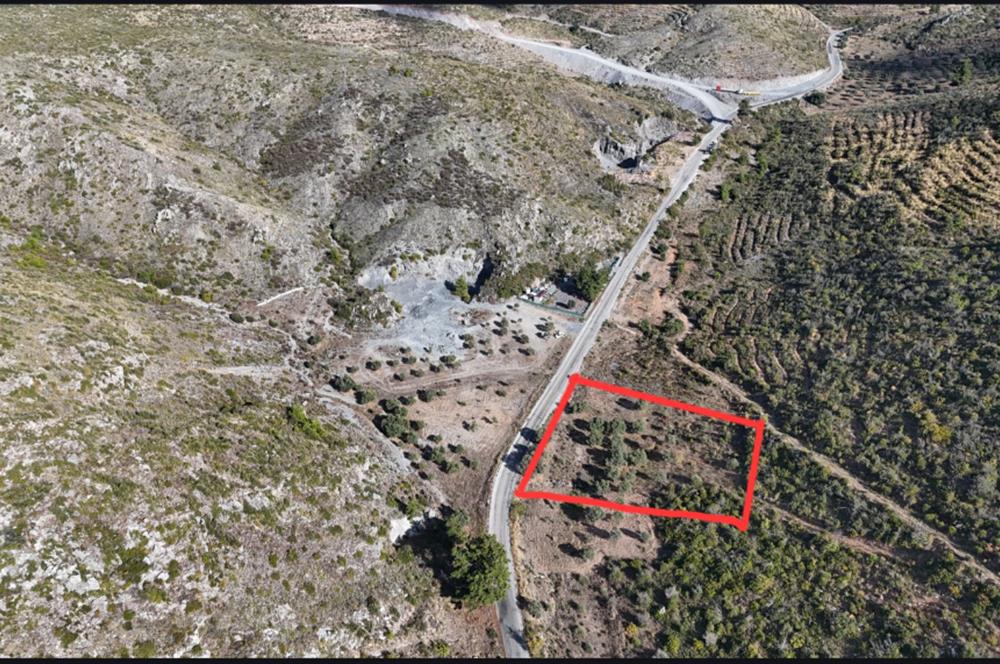 Bodrum Mazı anayola sıfır , satılık zeytinlik