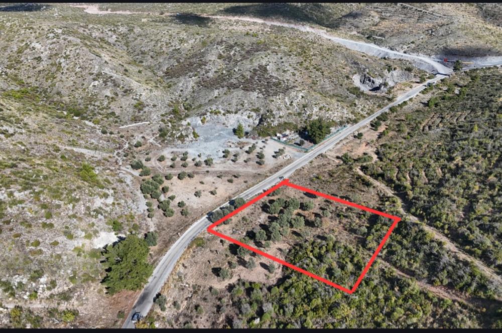 Bodrum Mazı anayola sıfır , satılık zeytinlik