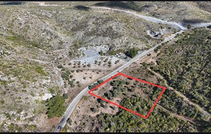 Bodrum Mazı anayola sıfır , satılık zeytinlik