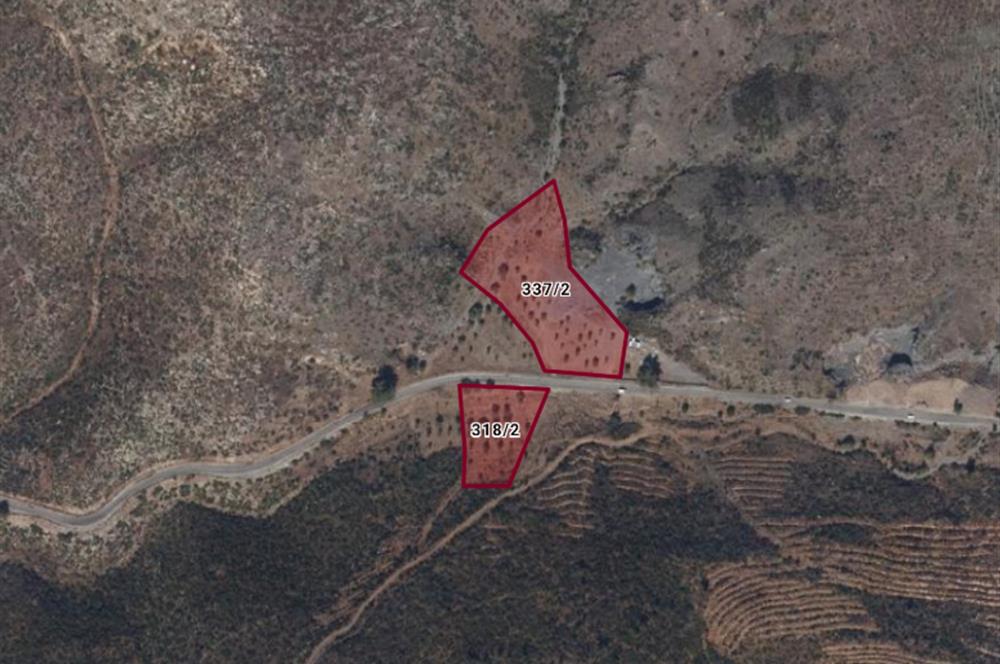 Bodrum Mazı anayola sıfır , satılık zeytinlik