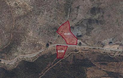 Bodrum Mazı anayola sıfır , satılık zeytinlik