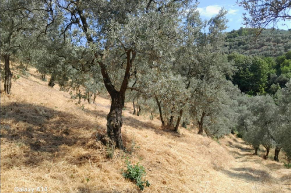 C21 Cius; 7504 m2 Fırsat Zeytinlik - Güvenli Köyü