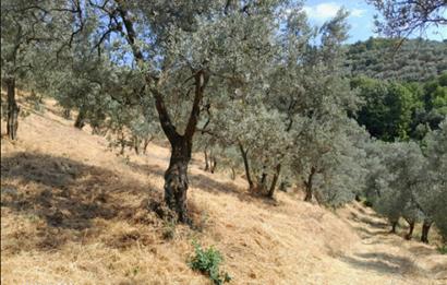 C21 Cius; 7504 m2 Fırsat Zeytinlik - Güvenli Köyü