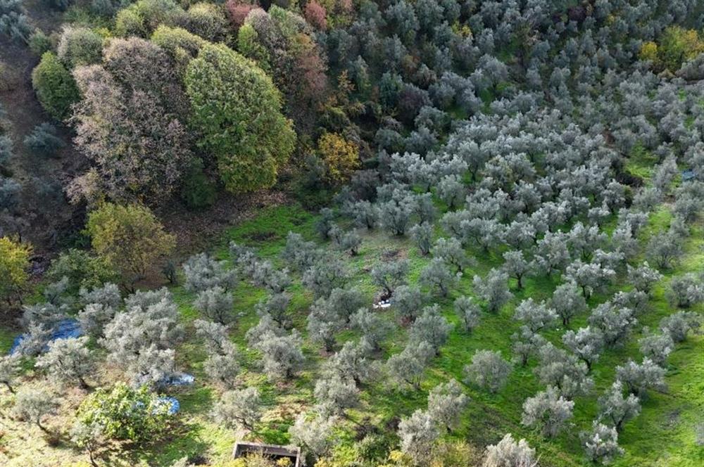 C21 Cius; 7504 m2 Fırsat Zeytinlik - Güvenli Köyü