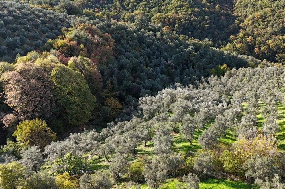 C21 Cius; 7504 m2 Fırsat Zeytinlik - Güvenli Köyü