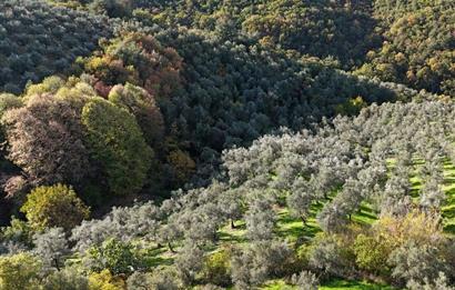 C21 Cius; 7504 m2 Fırsat Zeytinlik - Güvenli Köyü