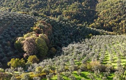 C21 Cius; 7504 m2 Fırsat Zeytinlik - Güvenli Köyü