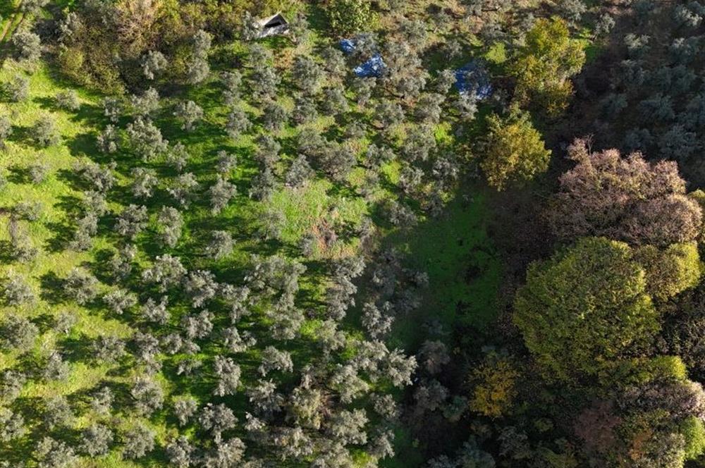 C21 Cius; 7504 m2 Fırsat Zeytinlik - Güvenli Köyü