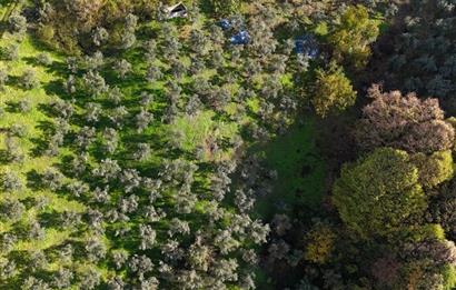 C21 Cius; 7504 m2 Fırsat Zeytinlik - Güvenli Köyü