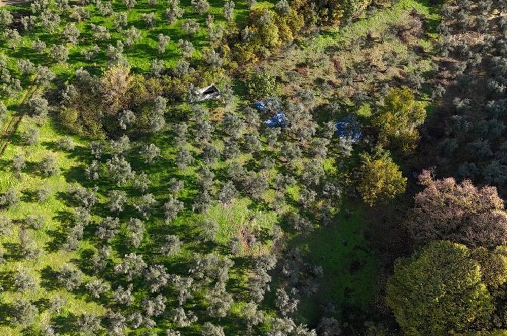 C21 Cius; 7504 m2 Fırsat Zeytinlik - Güvenli Köyü