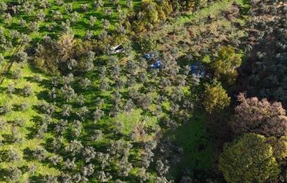 C21 Cius; 7504 m2 Fırsat Zeytinlik - Güvenli Köyü