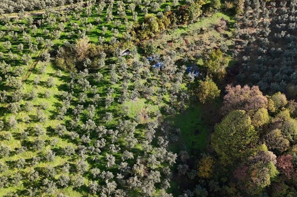 C21 Cius; 7504 m2 Fırsat Zeytinlik - Güvenli Köyü