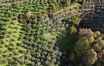 C21 Cius; 7504 m2 Fırsat Zeytinlik - Güvenli Köyü