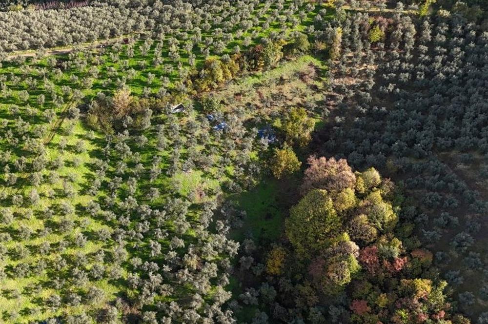 C21 Cius; 7504 m2 Fırsat Zeytinlik - Güvenli Köyü