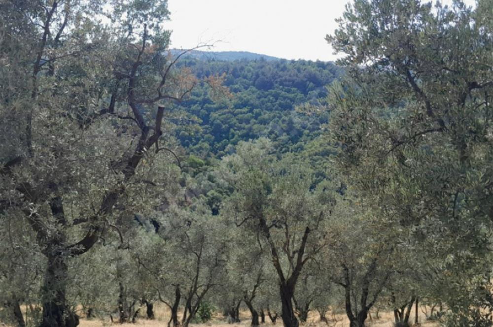 C21 Cius; 7504 m2 Fırsat Zeytinlik - Güvenli Köyü