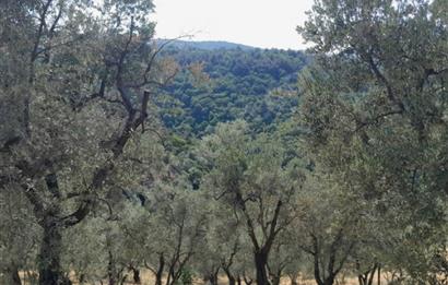 C21 Cius; 7504 m2 Fırsat Zeytinlik - Güvenli Köyü