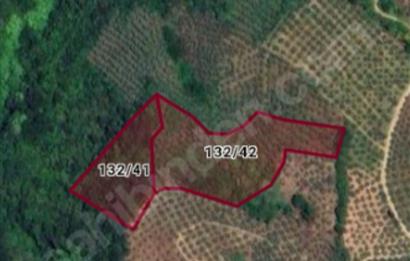 C21 Cius; 7504 m2 Fırsat Zeytinlik - Güvenli Köyü