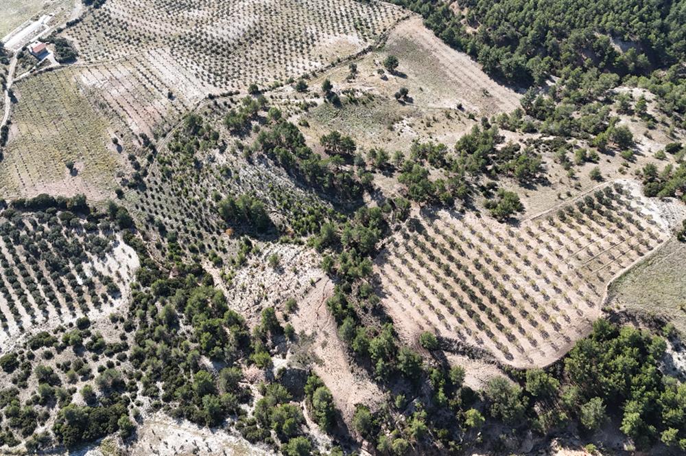 SARAYKÖY SAZAK'TA SATILIK 10.956M² ZEYTİNLİK