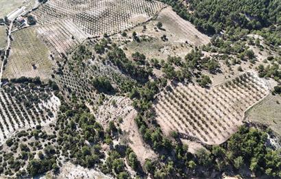 SARAYKÖY SAZAK'TA SATILIK 10.956M² ZEYTİNLİK