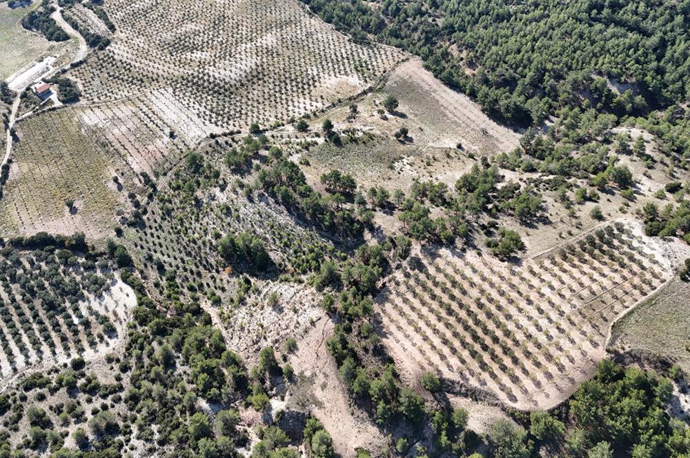 SARAYKÖY SAZAK'TA SATILIK 10.956M² ZEYTİNLİK