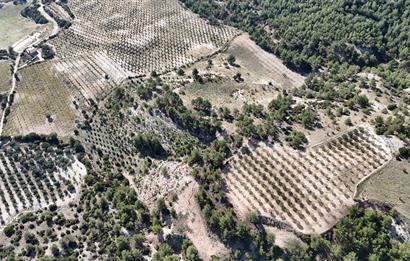 SARAYKÖY SAZAK'TA SATILIK 10.956M² ZEYTİNLİK