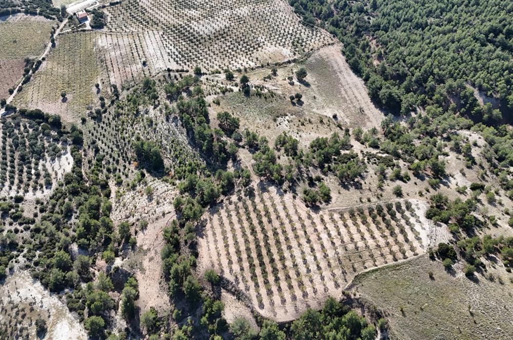 SARAYKÖY SAZAK'TA SATILIK 10.956M² ZEYTİNLİK