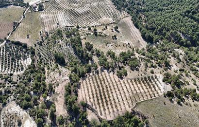 SARAYKÖY SAZAK'TA SATILIK 10.956M² ZEYTİNLİK