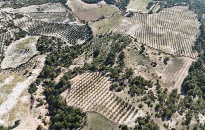 SARAYKÖY SAZAK'TA SATILIK 10.956M² ZEYTİNLİK