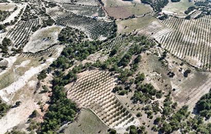 SARAYKÖY SAZAK'TA SATILIK 10.956M² ZEYTİNLİK