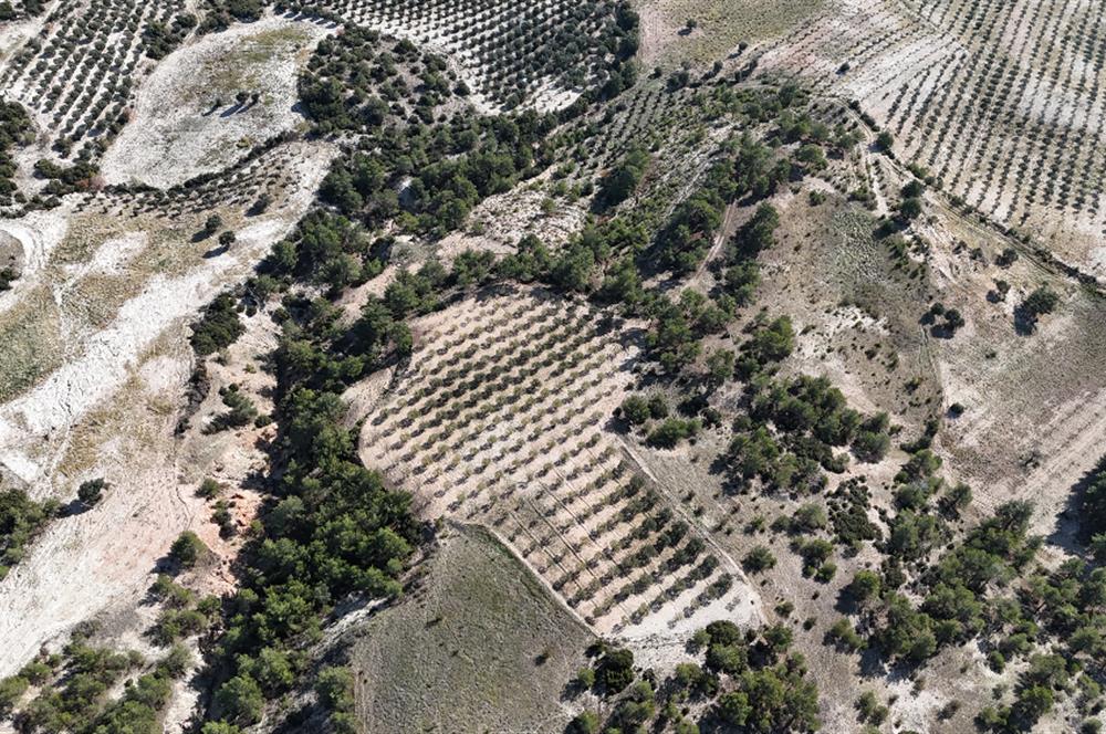 SARAYKÖY SAZAK'TA SATILIK 10.956M² ZEYTİNLİK