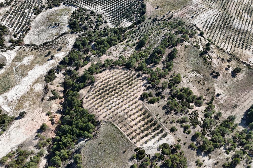 SARAYKÖY SAZAK'TA SATILIK 10.956M² ZEYTİNLİK