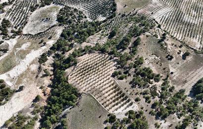 SARAYKÖY SAZAK'TA SATILIK 10.956M² ZEYTİNLİK