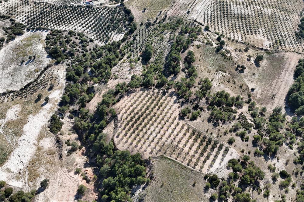 SARAYKÖY SAZAK'TA SATILIK 10.956M² ZEYTİNLİK