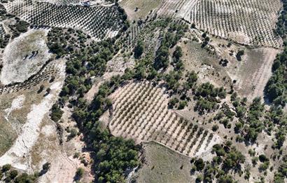 SARAYKÖY SAZAK'TA SATILIK 10.956M² ZEYTİNLİK