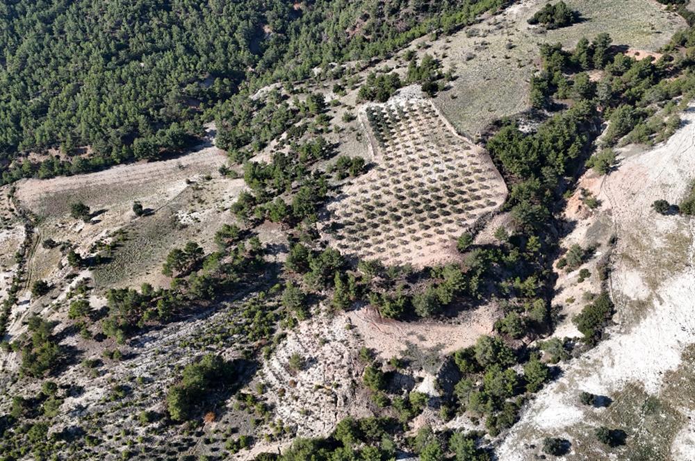 SARAYKÖY SAZAK'TA SATILIK 10.956M² ZEYTİNLİK