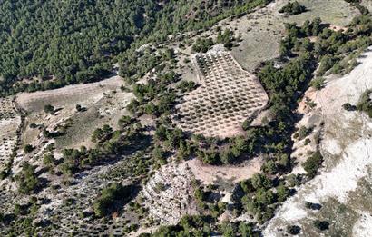 SARAYKÖY SAZAK'TA SATILIK 10.956M² ZEYTİNLİK