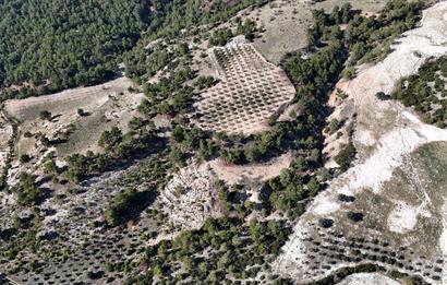 SARAYKÖY SAZAK'TA SATILIK 10.956M² ZEYTİNLİK