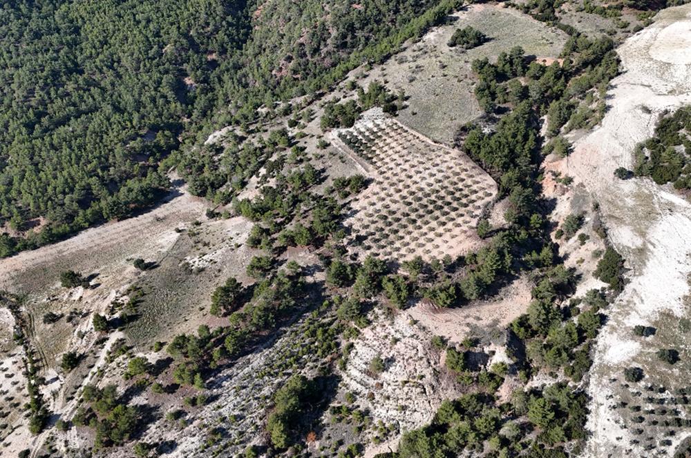 SARAYKÖY SAZAK'TA SATILIK 10.956M² ZEYTİNLİK