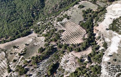 SARAYKÖY SAZAK'TA SATILIK 10.956M² ZEYTİNLİK