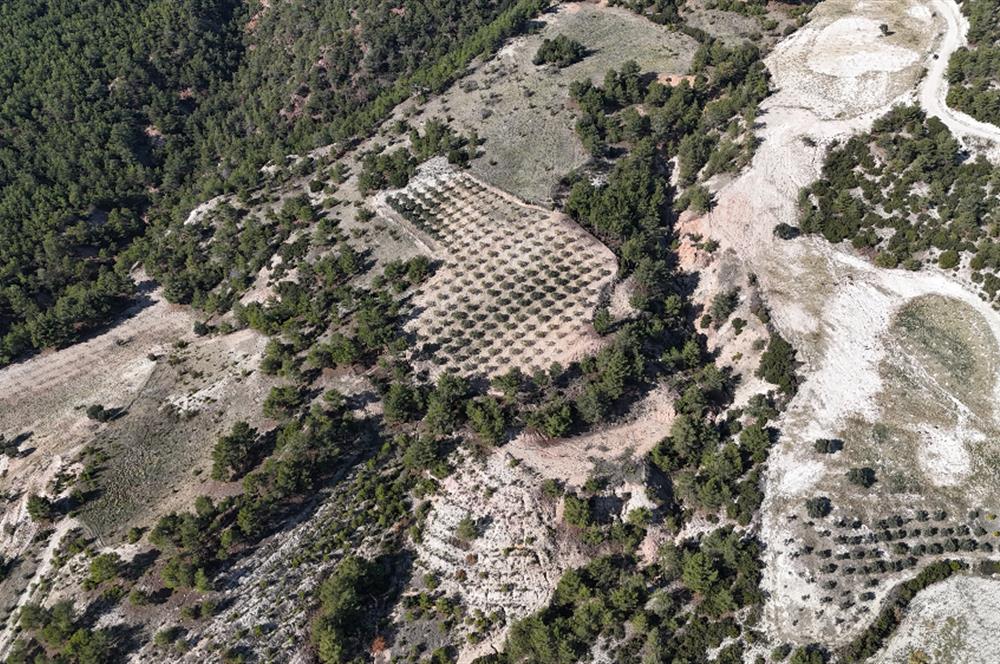 SARAYKÖY SAZAK'TA SATILIK 10.956M² ZEYTİNLİK