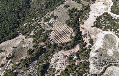 SARAYKÖY SAZAK'TA SATILIK 10.956M² ZEYTİNLİK