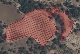 SARAYKÖY SAZAK'TA SATILIK 10.956M² ZEYTİNLİK - 1 - 29681