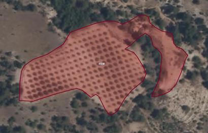 SARAYKÖY SAZAK'TA SATILIK 10.956M² ZEYTİNLİK