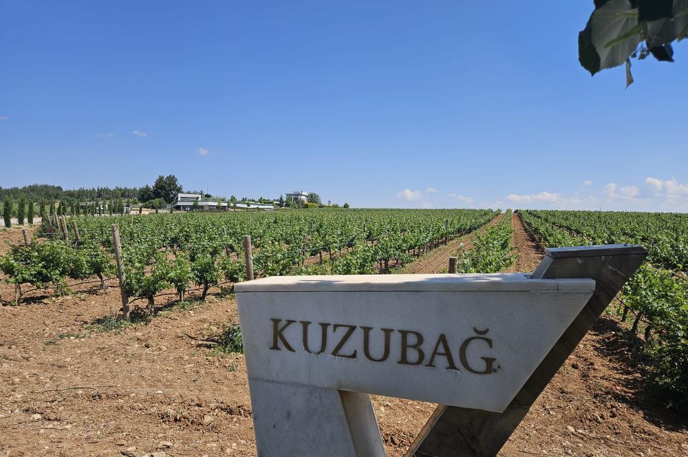 Denizli Çal Hançalar Satılık Bağ Arazi – Yatırım Fırsatı