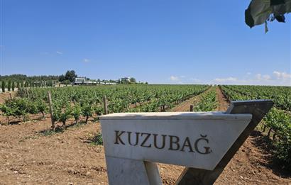 Denizli Çal Hançalar Satılık Bağ Arazi – Yatırım Fırsatı